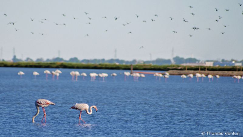 RUNNER451 Experience a Cervia